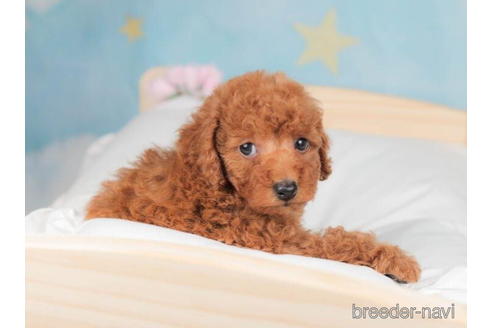 成約済の千葉県のトイプードル-207869の3枚目